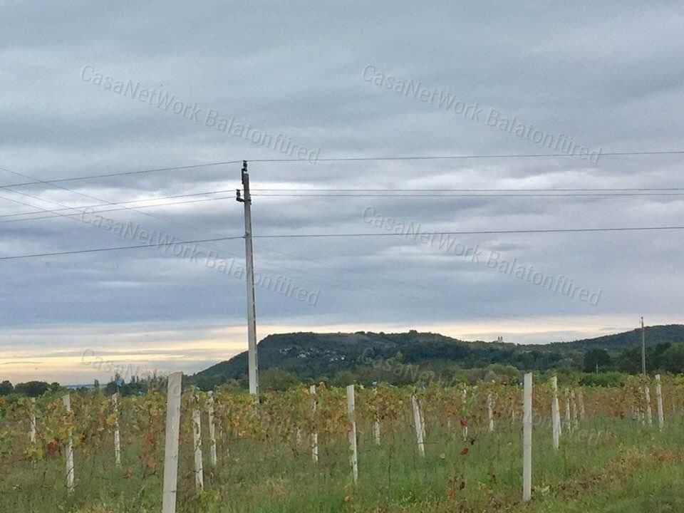 Neuer Kékfrankos Weinberg in Aszófő