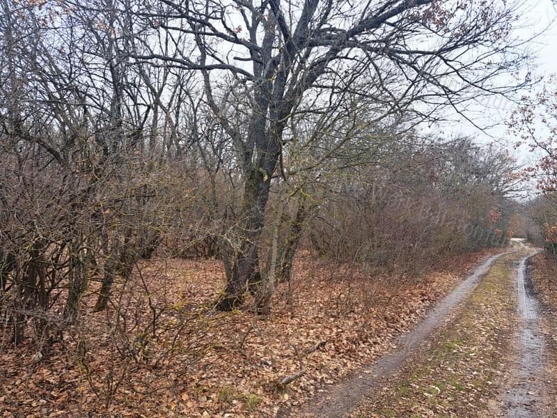 Waldgrundstück in Balatonudvari