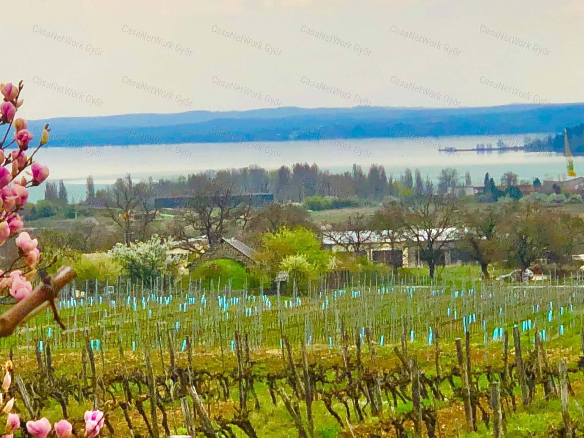 Privates Weingut über dem Balaton - Weingut mit ewigem Panorama