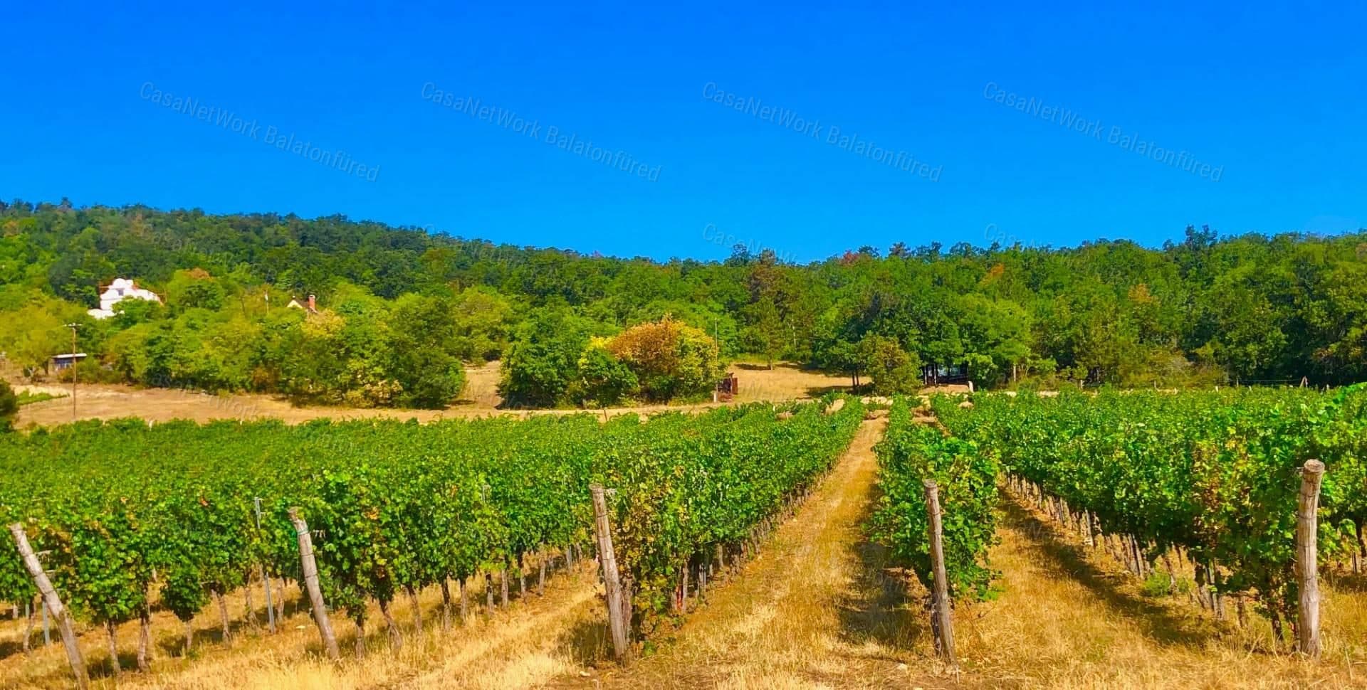 Bebaubares Weinbaugebiet auf der Balaton-Felvidék bei Balatonakali